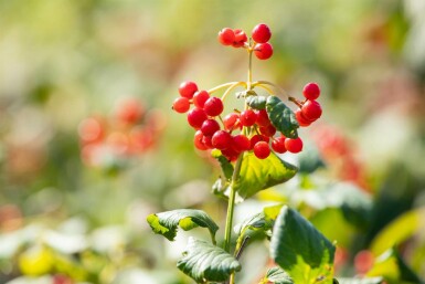 Gelderse roos Viburnum opulus 'Compactum' struik Viburnum opulus 'Compactum'