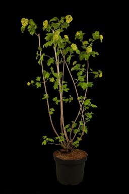 Gelderse roos Viburnum opulus 'Roseum' struik Viburnum opulus 'Roseum'