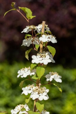 Japanse sneeuwbal Viburnum plicatum 'Kilimandjaro' struik Viburnum plicatum 'Kilimandjaro'