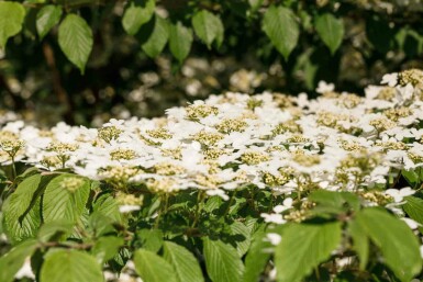 Viburnum plicatum 'Kilimandjaro'