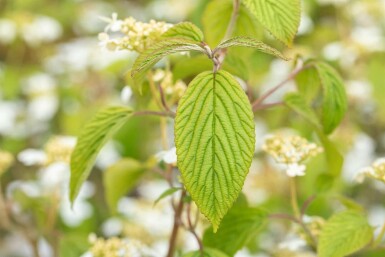 Viburnum plicatum 'Kilimandjaro'