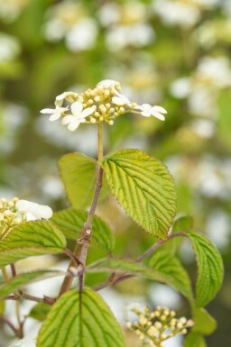 Viburnum plicatum 'Kilimandjaro'