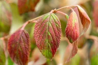 Viburnum plicatum 'Kilimandjaro'