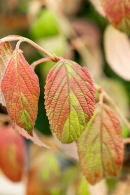 Viburnum plicatum 'Kilimandjaro'