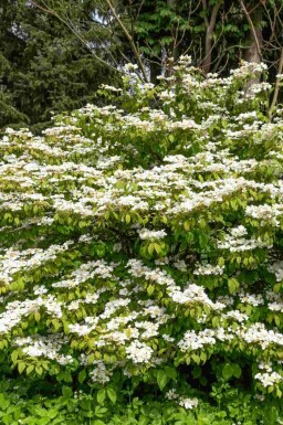 Japanse sneeuwbal Viburnum plicatum 'Kilimandjaro Sunrise' struik Viburnum plicatum 'Kilimandjaro Sunrise' struik