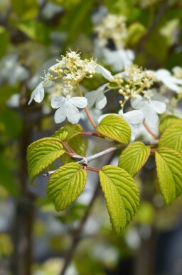 Japanse sneeuwbal Viburnum plicatum 'Kilimandjaro Sunrise' struik Viburnum plicatum 'Kilimandjaro Sunrise' struik