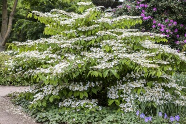 Viburnum plicatum 'Mariesii'