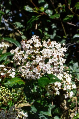 Sneeuwbal Viburnum tinus 'Gwenllian' struik Viburnum tinus 'Gwenllian'