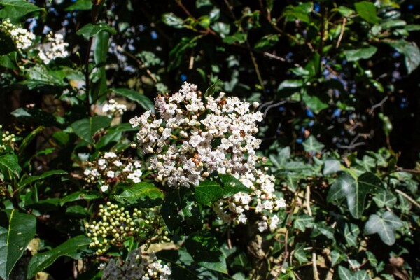 Viburnum tinus 'Gwenllian' struik