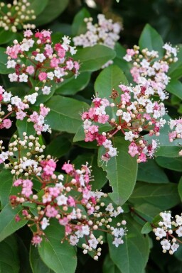 Viburnum tinus 'Lisa Rose'