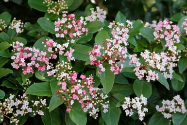 Viburnum tinus 'Lisa Rose'