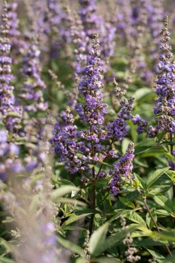 Monnikspeper Vitex agnus-castus struik Vitex agnus-castus struik