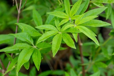 Monnikspeper Vitex agnus-castus struik Vitex agnus-castus struik