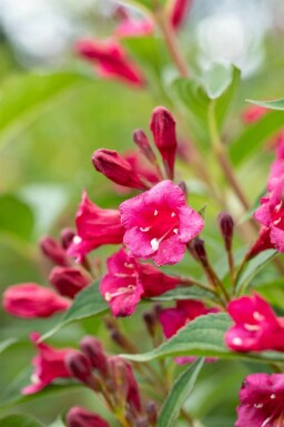 Weigela 'Bristol Ruby'