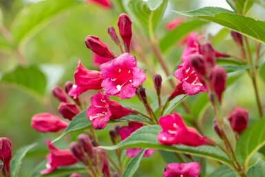 Weigela 'Bristol Ruby'