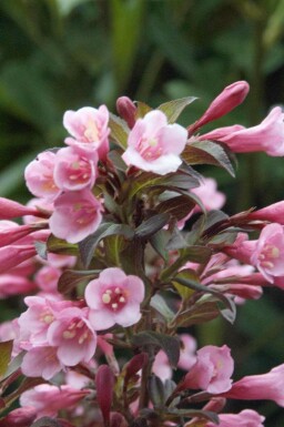 Weigelia Weigela florida 'Nana Purpurea' struik Weigela florida 'Nana Purpurea' struik