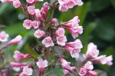 Weigelia Weigela florida 'Nana Purpurea' struik Weigela florida 'Nana Purpurea' struik