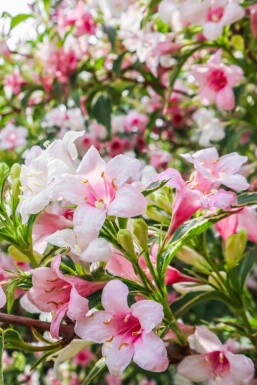Weigela florida 'Variegata'