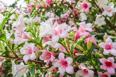 Weigela florida 'Variegata'