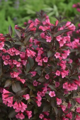 Weigelia Weigela 'Naomi Campbell' struik Weigela 'Naomi Campbell' struik