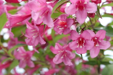 Weigelia Weigela 'Rosea' struik Weigela 'Rosea' struik