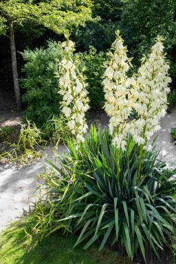 Yucca filamentosa