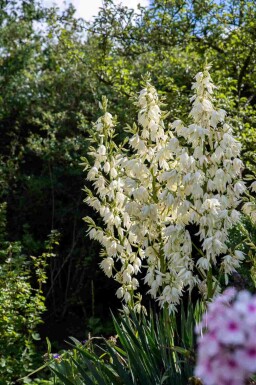 Yucca filamentosa