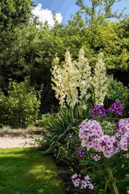 Yucca filamentosa
