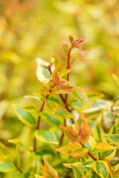 Abelia grandiflora 'Kaleidoscope' C3 30-40