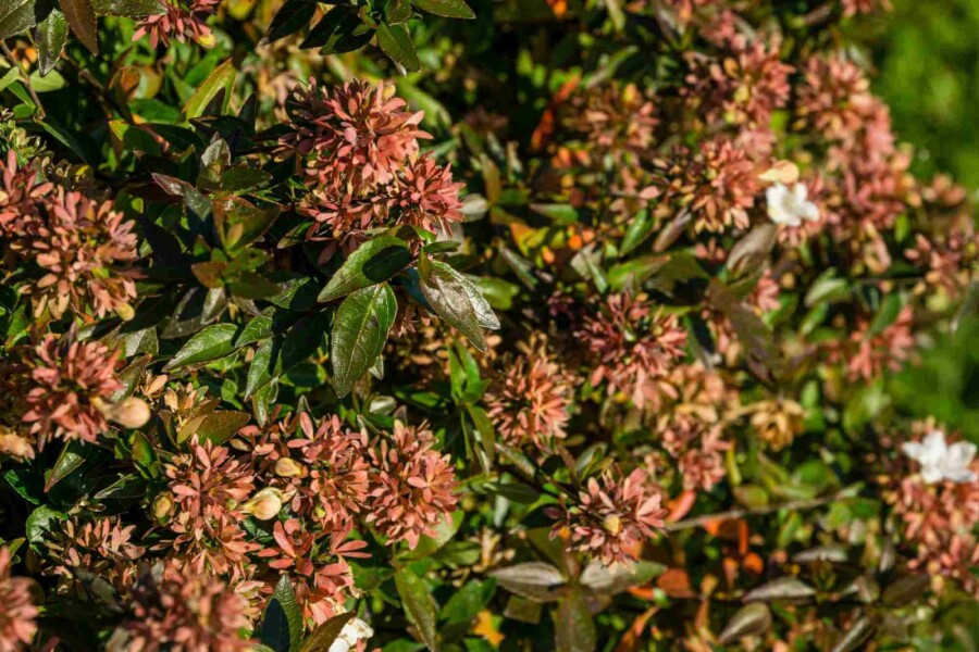 Abelia Abelia grandiflora 'Sherwood' struik 25-30 C3 Abelia grandiflora 'Sherwood' struik 25-30 cm