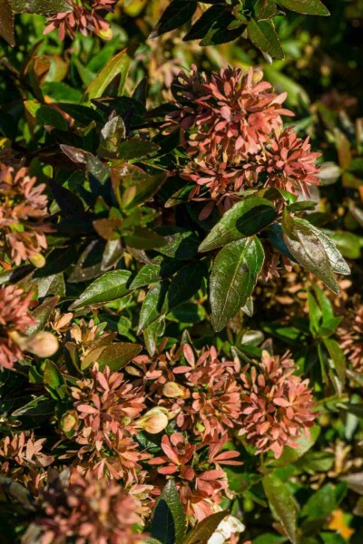Abelia grandiflora 'Sherwood' C3 40-50