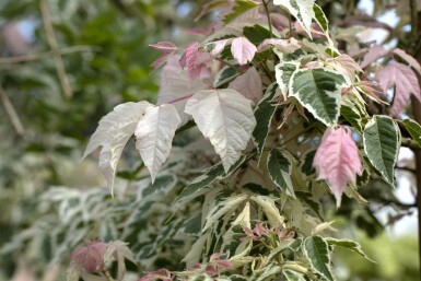 Acer negundo 'Flamingo' C3 40-50