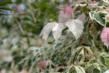 Acer negundo 'Flamingo' C3 40-50