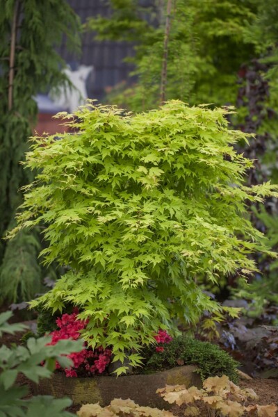 Acer palmatum C3 60-80