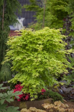 Acer palmatum C3 60-80