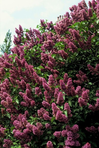 Sering Syringa vulgaris 'Andenken an Ludwig Spath' Struik 80-100 Pot C12