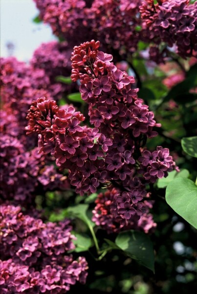 Sering Syringa vulgaris 'Andenken an Ludwig Spath' Struik 80-100 Pot C12
