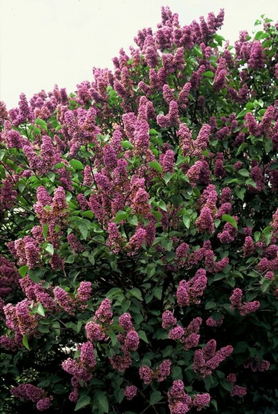 Sering Syringa vulgaris 'Andenken an Ludwig Spath' Struik 80-100 Pot C12