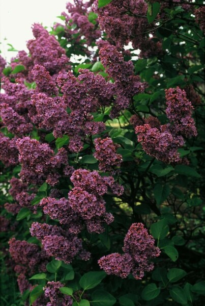 Sering Syringa vulgaris 'Andenken an Ludwig Spath' Struik 80-100 Pot C12