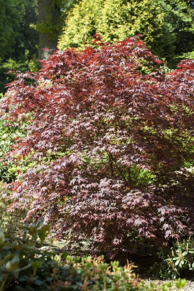 Acer palmatum 'Bloodgood' C5 40-50