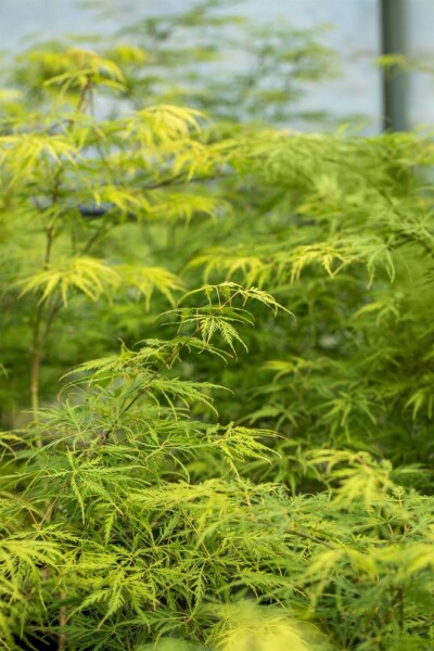 Acer palmatum 'Dissectum' C3 30-40