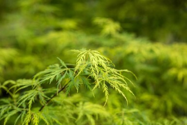 Acer palmatum 'Dissectum' C3 30-40