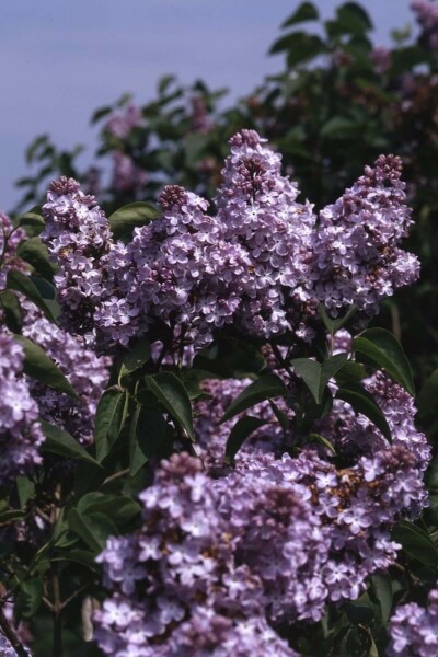 Syringa vulgaris 'Michel Buchner' C12 80-100