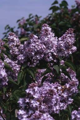 Syringa vulgaris 'Michel Buchner' C12 80-100