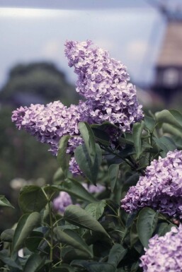 Syringa vulgaris 'Michel Buchner' C12 80-100