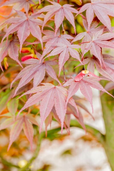 Acer palmatum 'Fireglow' C3 30-40