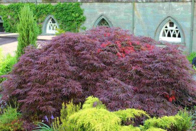 Acer palmatum 'Garnet' C5 40-50