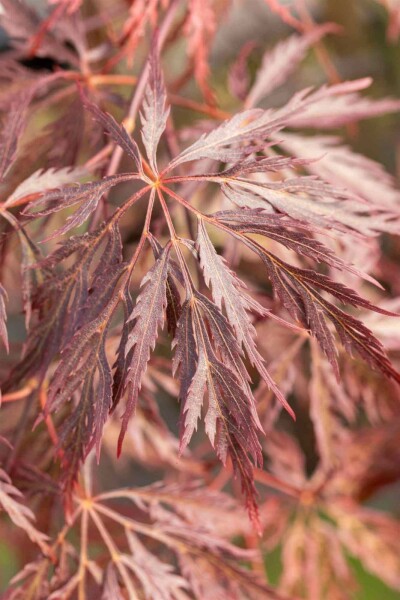 Acer palmatum 'Inabe-shidare' C3 30-40