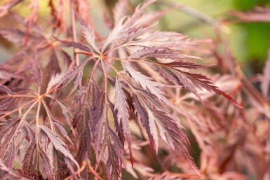 Acer palmatum 'Inabe-shidare' C3 30-40
