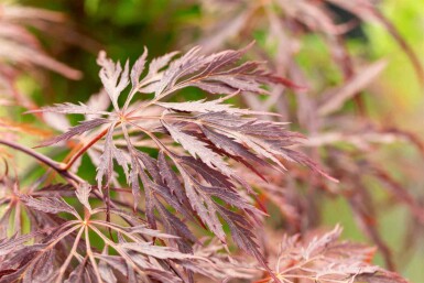 Acer palmatum 'Inabe-shidare' C3 30-40
